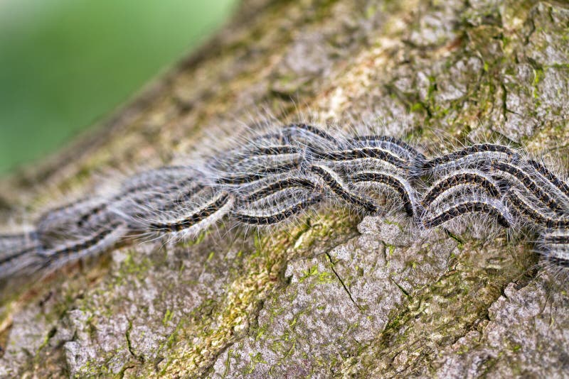 Oak Caterpillars stock image. Image of branch, health 34860505
