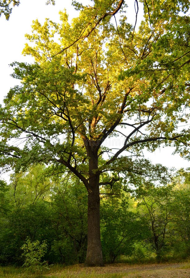Oak in a clearing stock photo. Image of forest, landscape 196031018