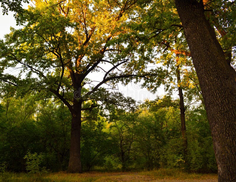 Oak in a clearing stock image. Image of tree, woods 196031021