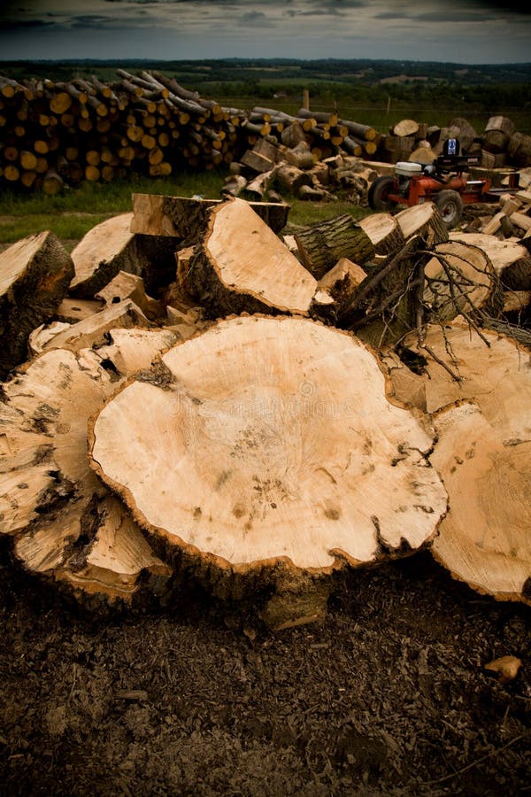Oak cut timber stock image. Image of chopped, branches 827619