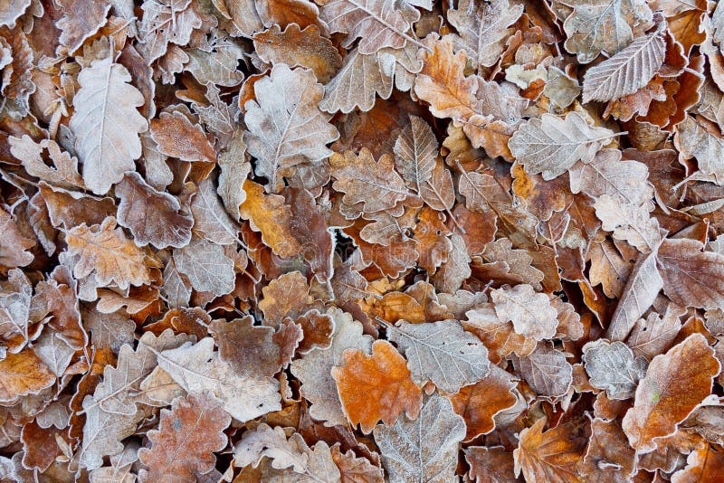 Oak Fall Foliage