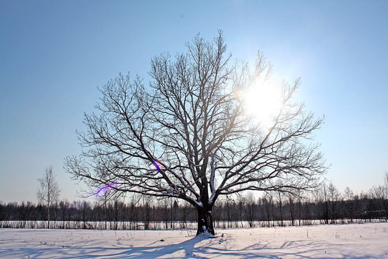 Oak on field