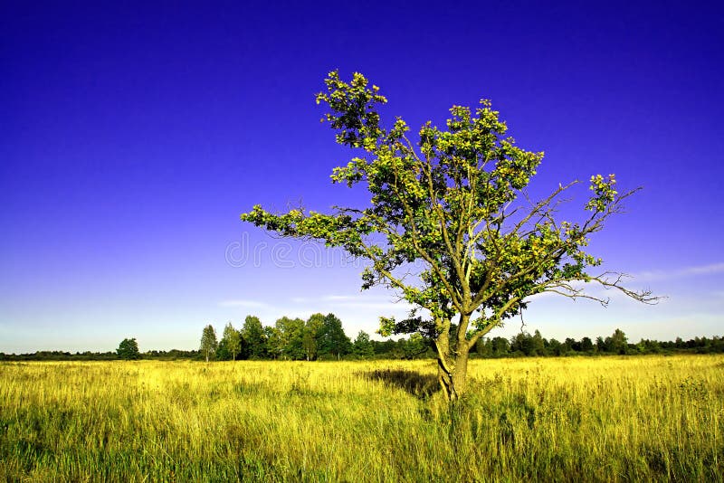 Oak on field