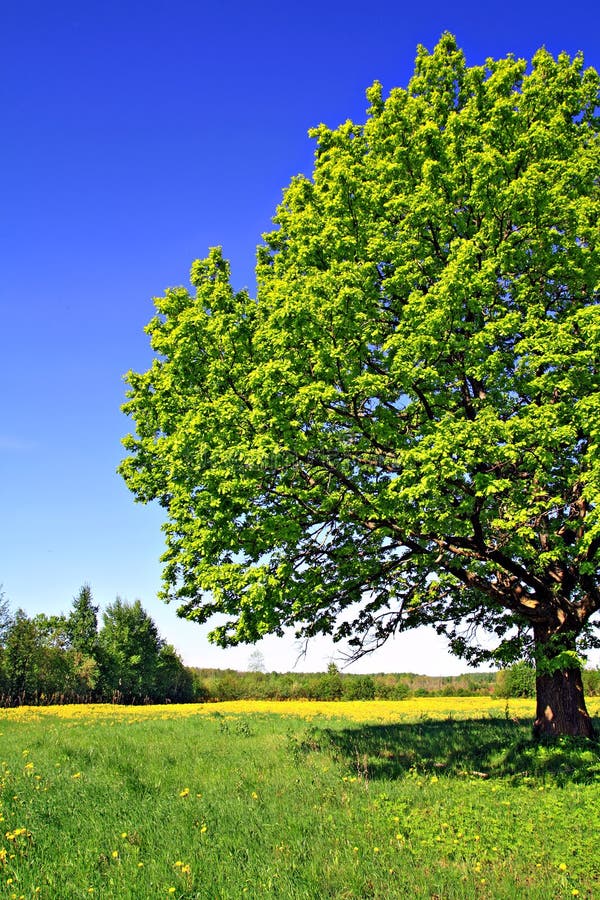 Oak on field