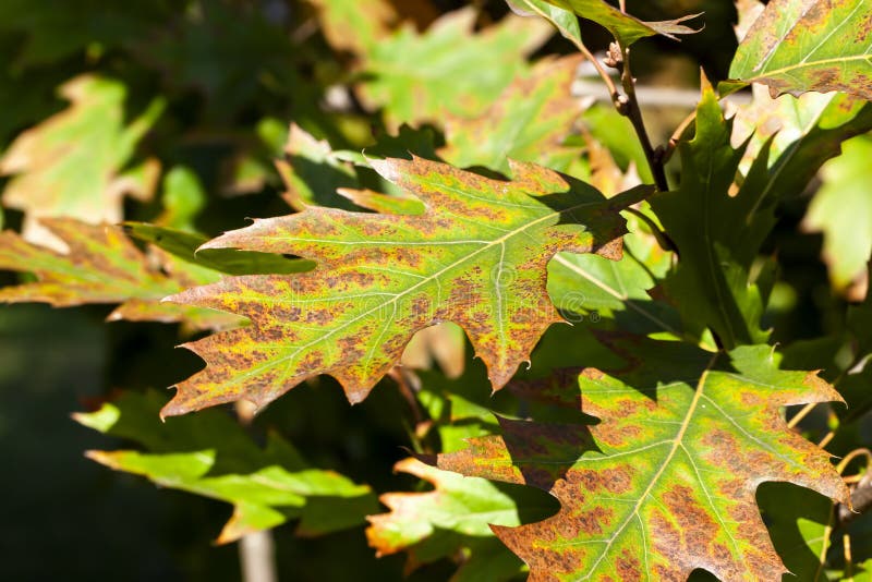 Oak Foliage Turning Yellow in Autumn during Leaf Fall Stock Image