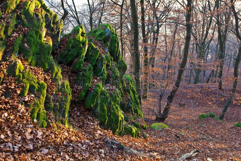 Oak forest in autumn