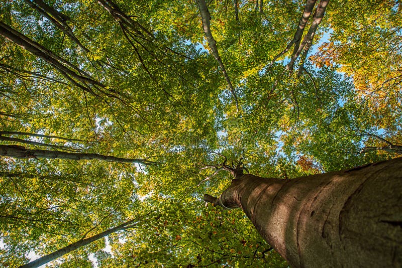 Oak forest stock photo. Image of autumn, colorful, beauty 174728224