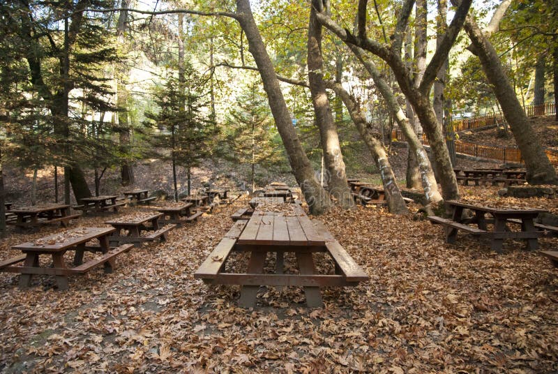 Oak forest picnic site stock photo. Image of path, lunch 27836356