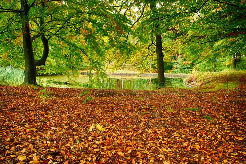 Oak forest stock image. Image of water, pond, lush, landscape - 50258625