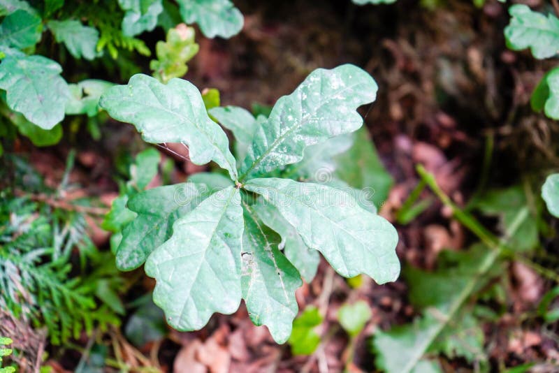 Young oak tree stock image. Image of forest, branch 189354359