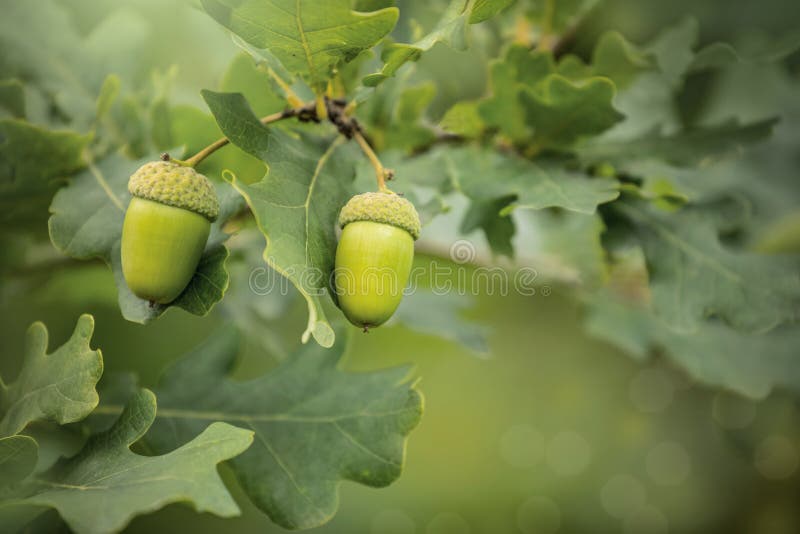 real green acorns