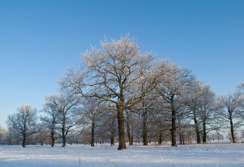 Oak grove in winter, Russia. Overcast grove stock images, royalty-free photos and pictures