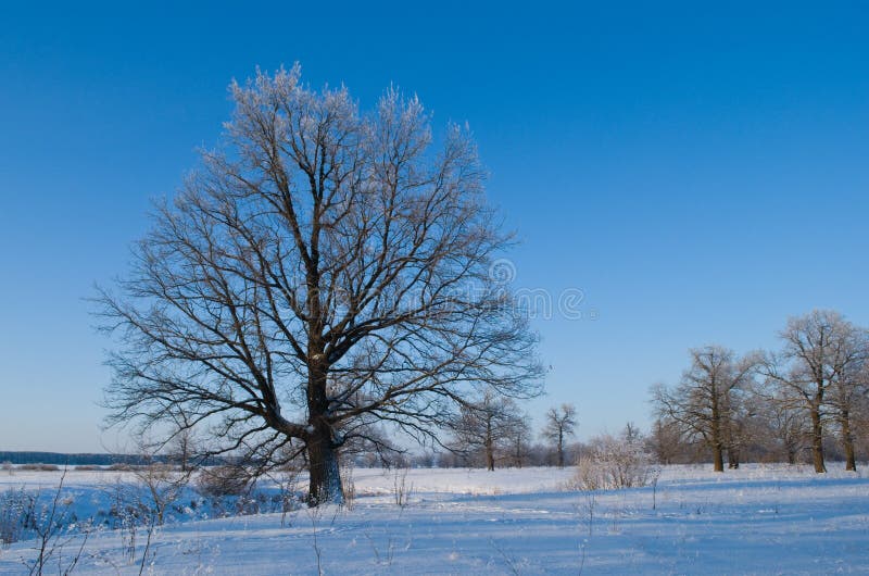 Oak grove in winter, Russia. Overcast grove stock images, royalty-free photos and pictures