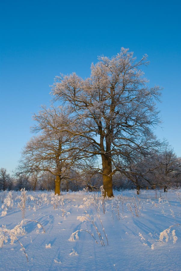Oak grove in winter, Russia. Overcast grove stock images, royalty-free photos and pictures
