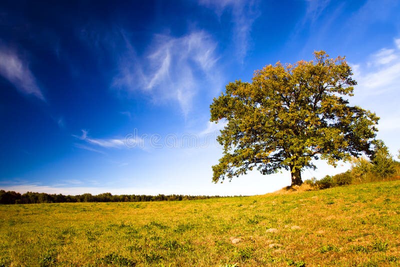 Oak growing in the field stock photography