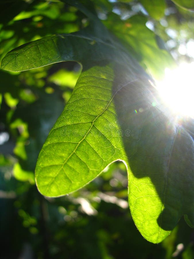 Oak leaf