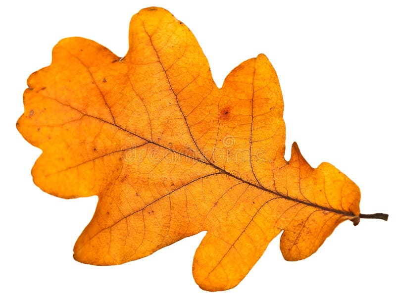 Oak leaf royalty free stock photo