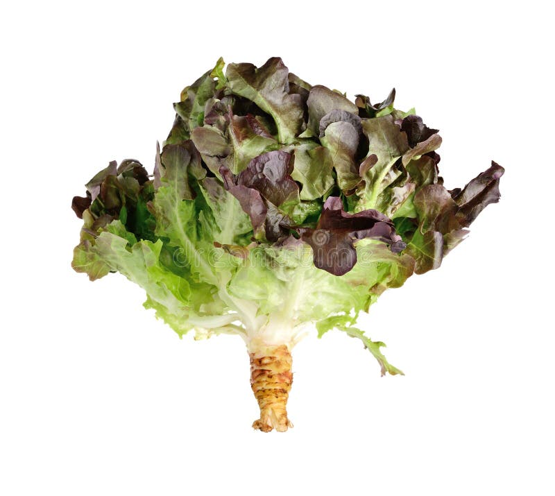 Oak Leaf Lettuce Isolated on White Background Stock Photo Image of