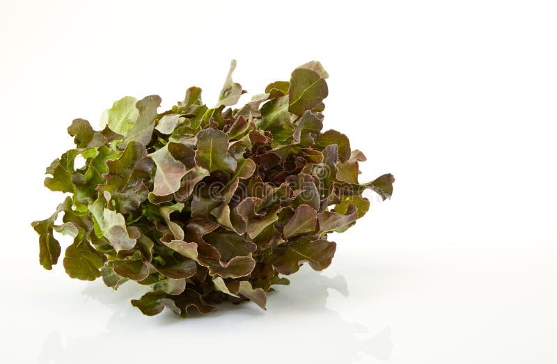 Oak Leaf lettuce stock photo. Image of green, organic 73441068