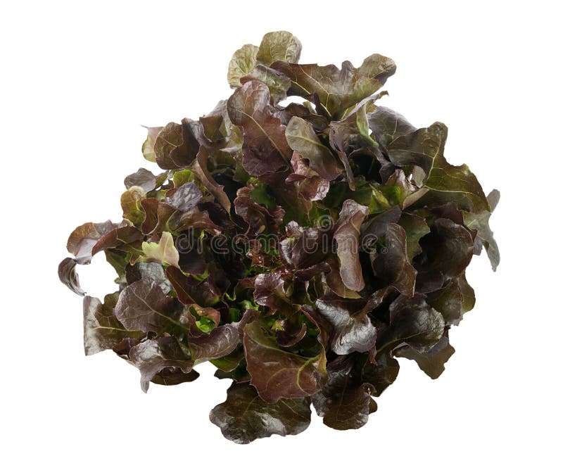 Oak Leaf Lettuce on White Background Stock Image Image of plant