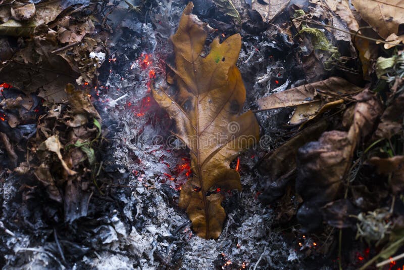 An oak leaf slowling burning in a pile of brown leaves and hot ashes