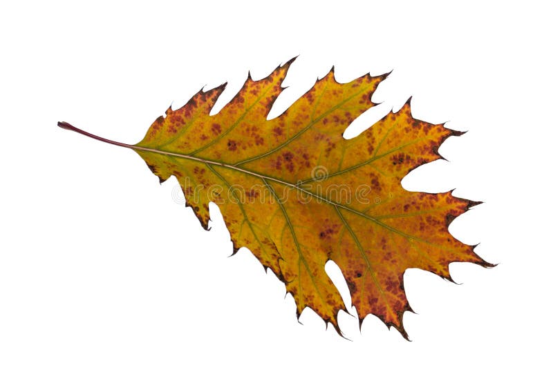 Three oak leaves stock image. Image of october, november - 34786743