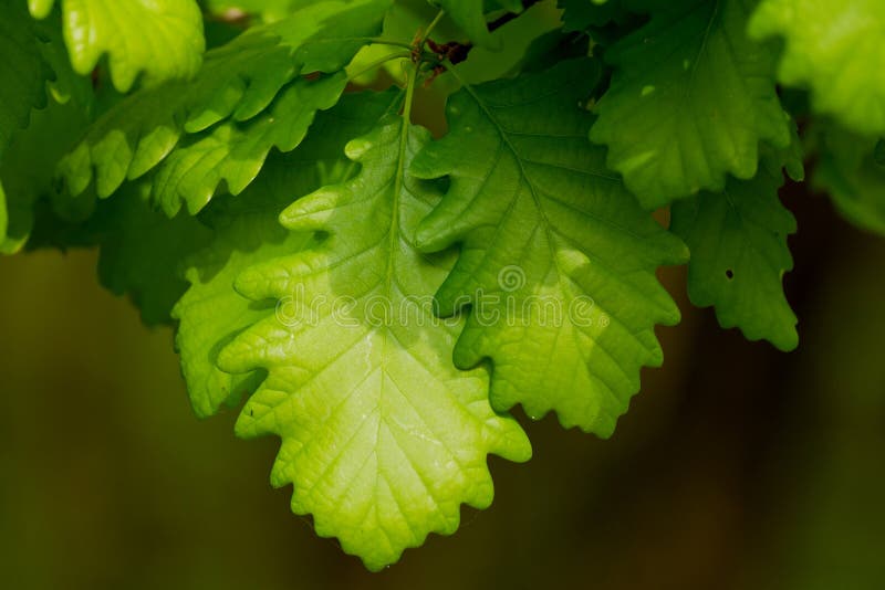 Oak leaves