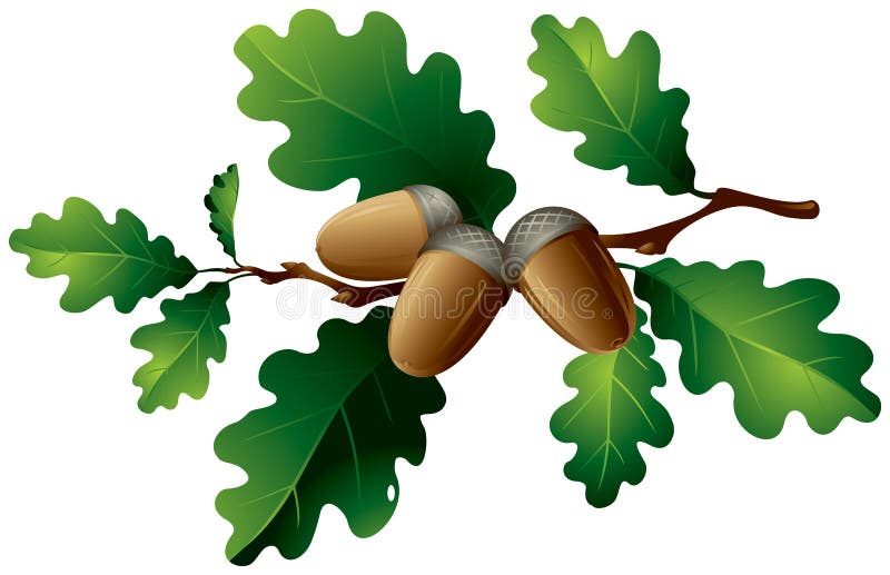 black oak leaf and acorn drawing black oak leaf and acorn drawing