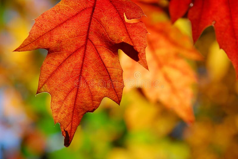 Oak leaves autumn stock image. Image of botanical, scenic - 10996229