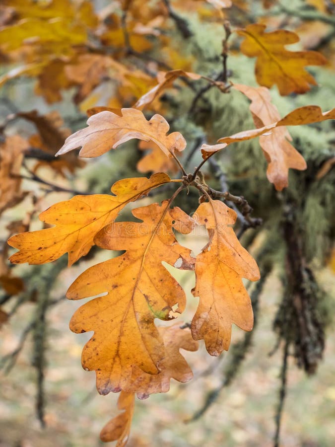 Oak leaves in autumn stock image. Image of nature, orange 48793643