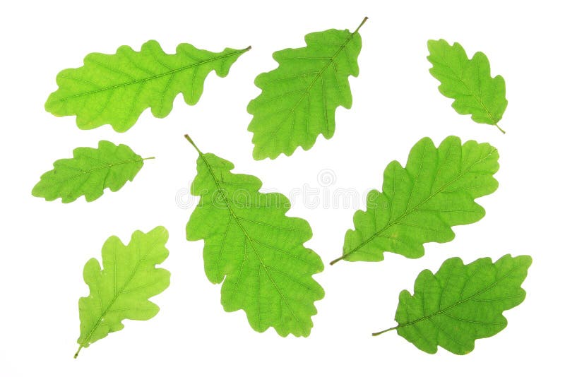 Oak leaves