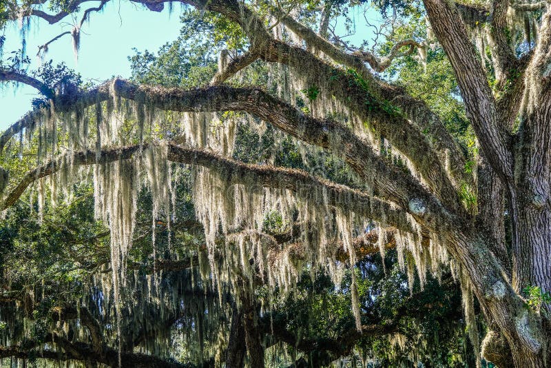 Oak Limbs with Spanish Moss Stock Image Image of southern, large 208190735