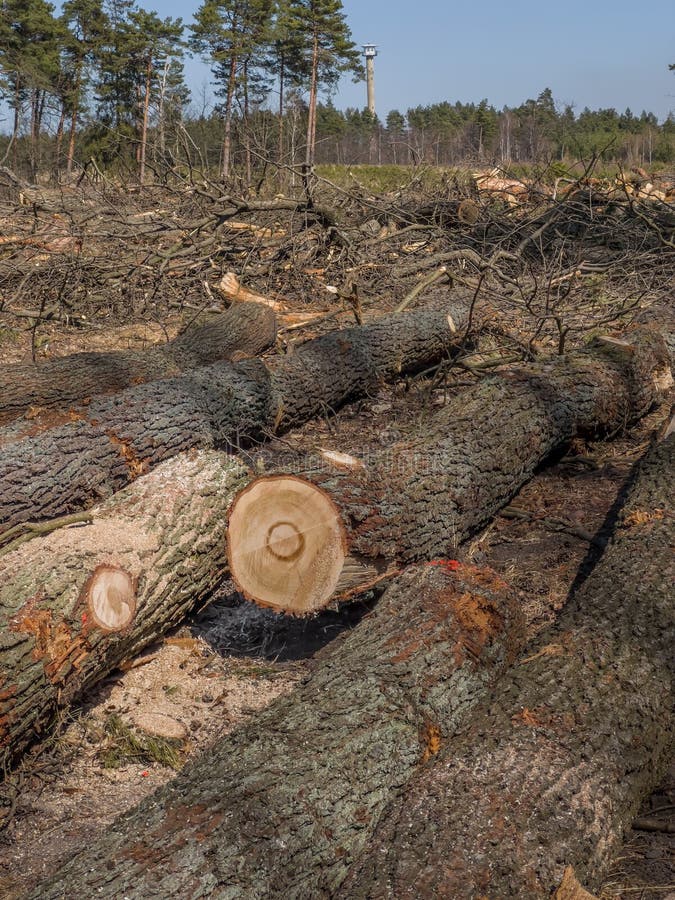 Oak Logs Lying Near the Clearing Spot in the Forest Stock Photo Image of industry, timber