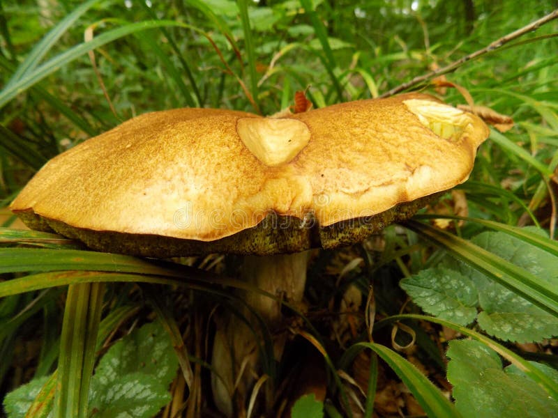 Oak Mushroom in the grass stock photo. Image of moss 25451274