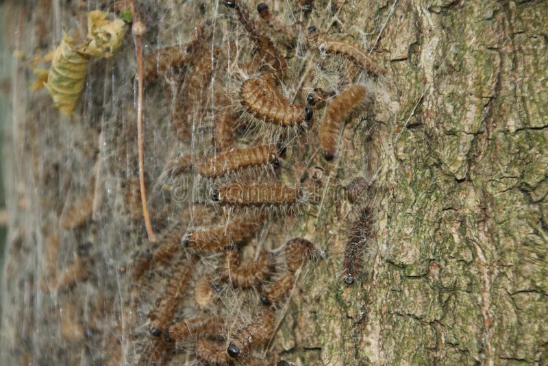 Oak Processionary Caterpillars in a Tree Where they Form a Nest in