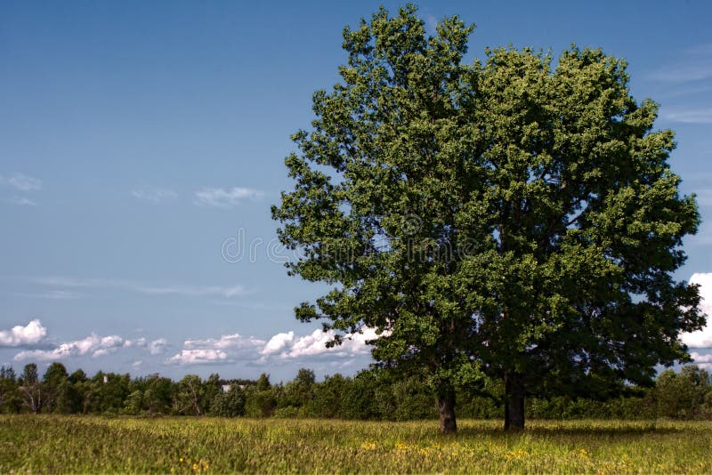 Oak on the rural field