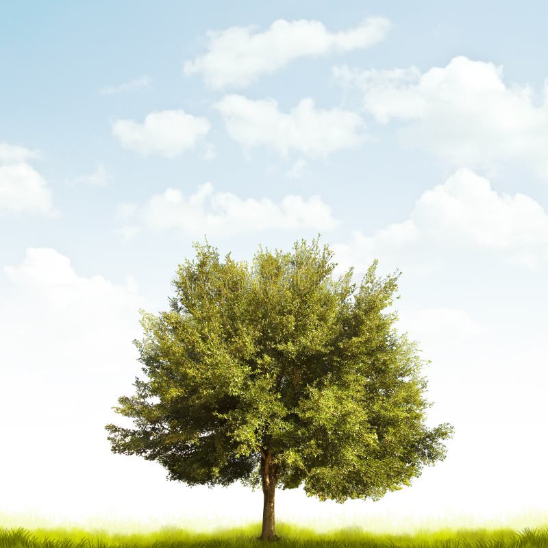 Oak tree. An oak tree placed at the bottom of the page on grass and a a light cloudy sky Oak tree. An oak tree placed at the bottom of the page on grass and a a light cloudy sky