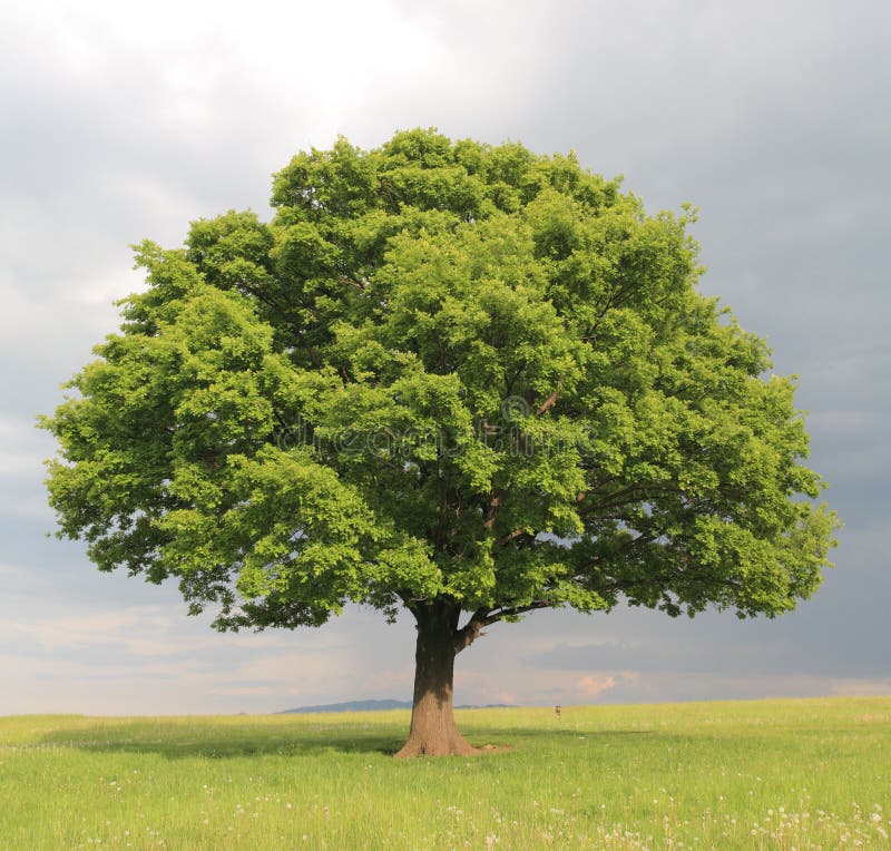 Roble un árbol nuevo una carta crecimiento en próximamente primavera de pie en.