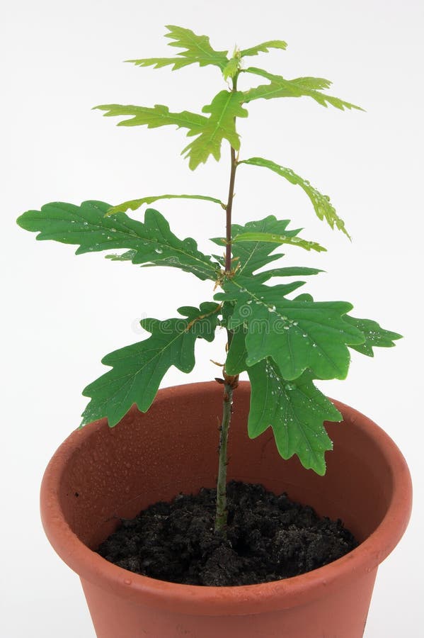 Giovane albero di quercia in una pentola con acqua gocce.