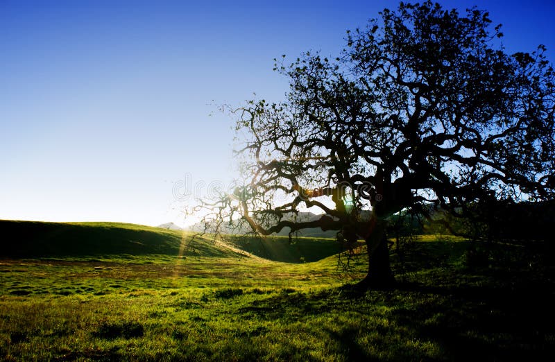 Oak tree stock photos