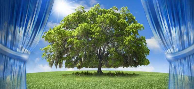 Una grande quercia, un albero in un campo erboso con un luminoso cielo sereno.