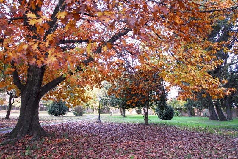 Oak tree in automn