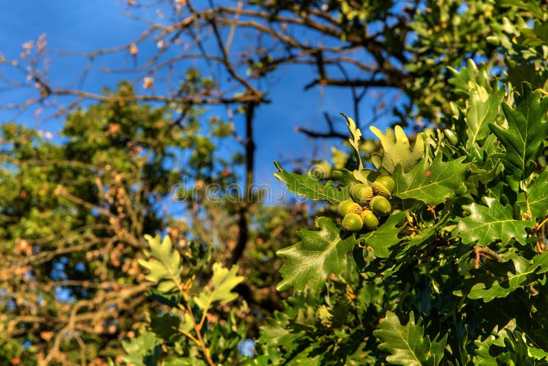 Oak tree branch with green ripening acorns at summer day. Oak branch with acorns against the sky.