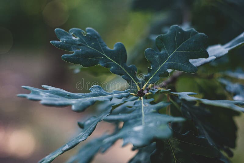 Oak Tree Branch with Several Green Leaves Stock Photo Image of macro