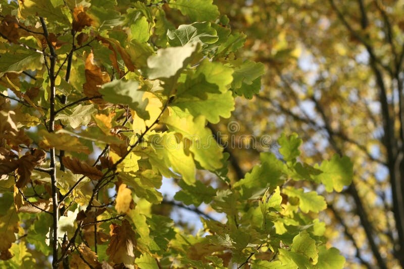 Oak Tree Close Up Stock Photo Image Of Yellow Texture 12394710