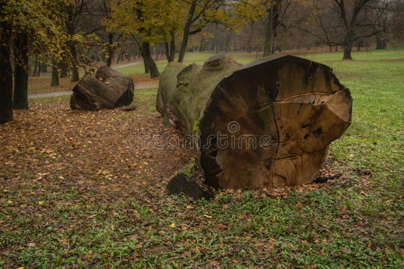 Oak Tree Cut Down in a Park Stock Photo Image of nature, forest 138639604