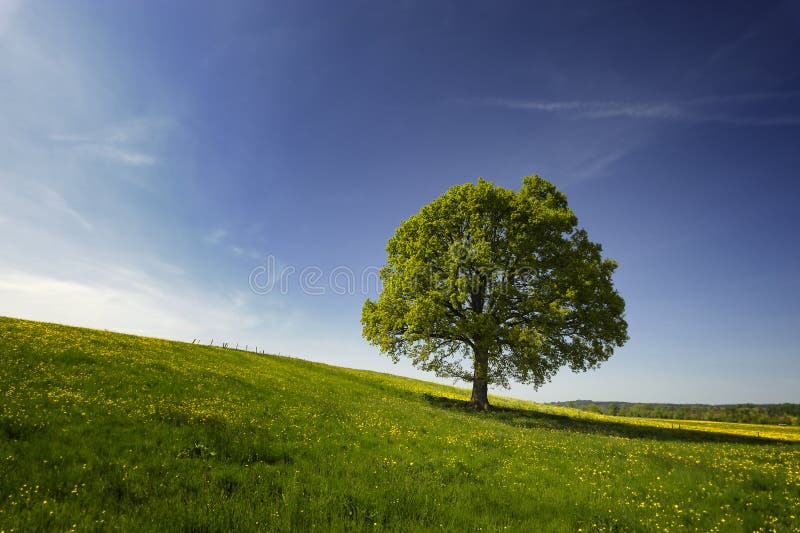 Escénico de solitario Roble un árbol en verde campo cielo azul.