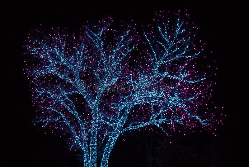 Oak Tree Decorated with Christmas Lights Stock Photo Image of