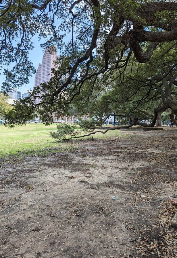 Oak Tree Downtown Houston Texas Stock Image Image of autumn, yard