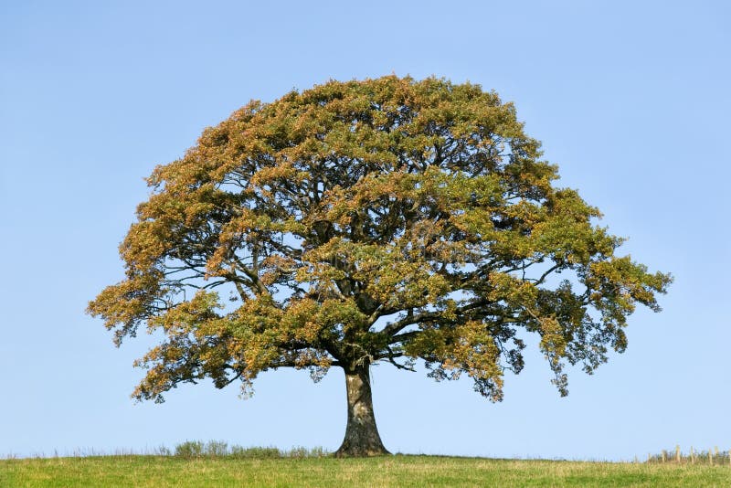 Oak Tree In Early Autumn stock images Oak Tree In Early Autumn stock images